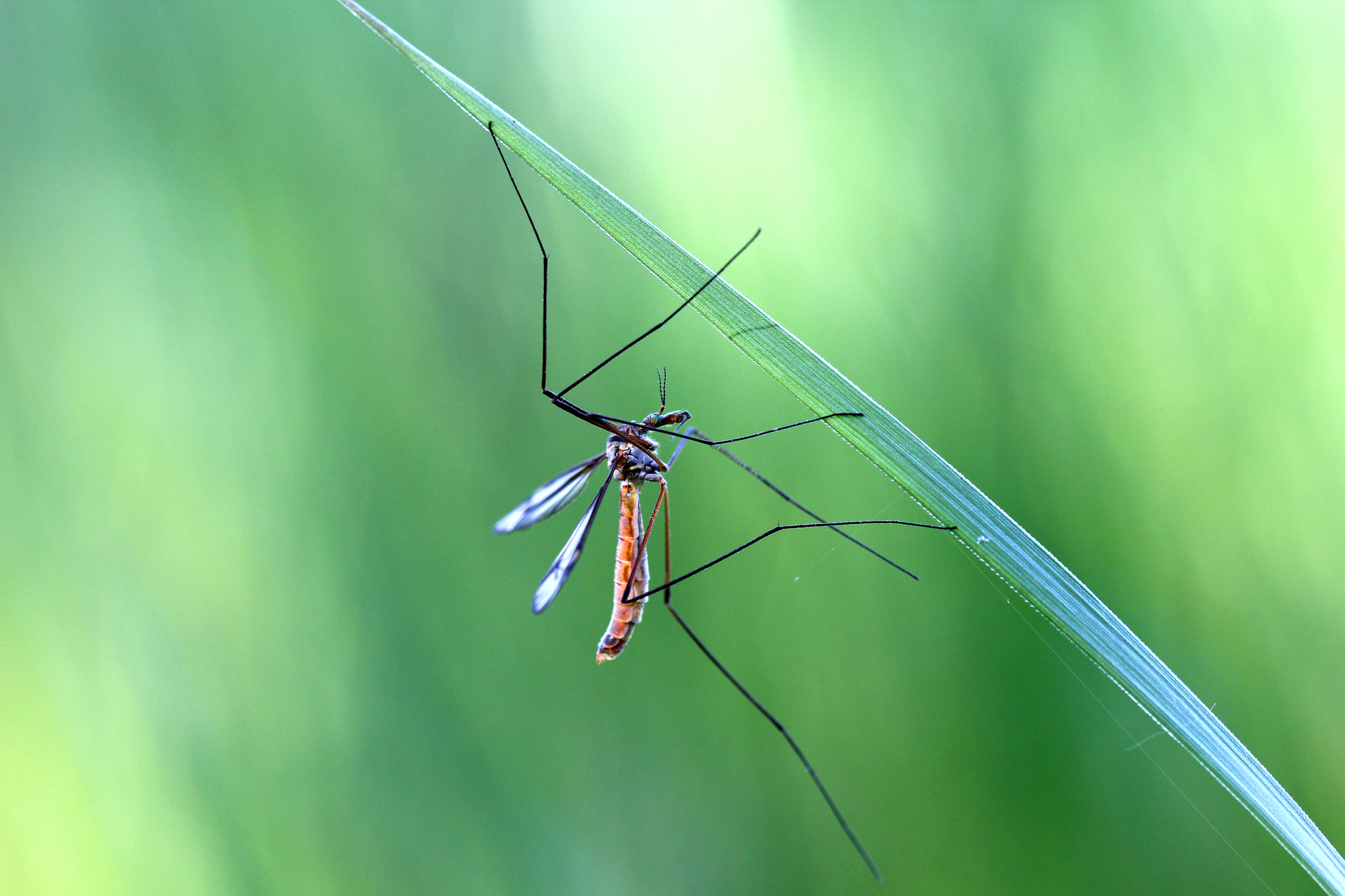 A mosquito sitting upside down on a long thin leaf.