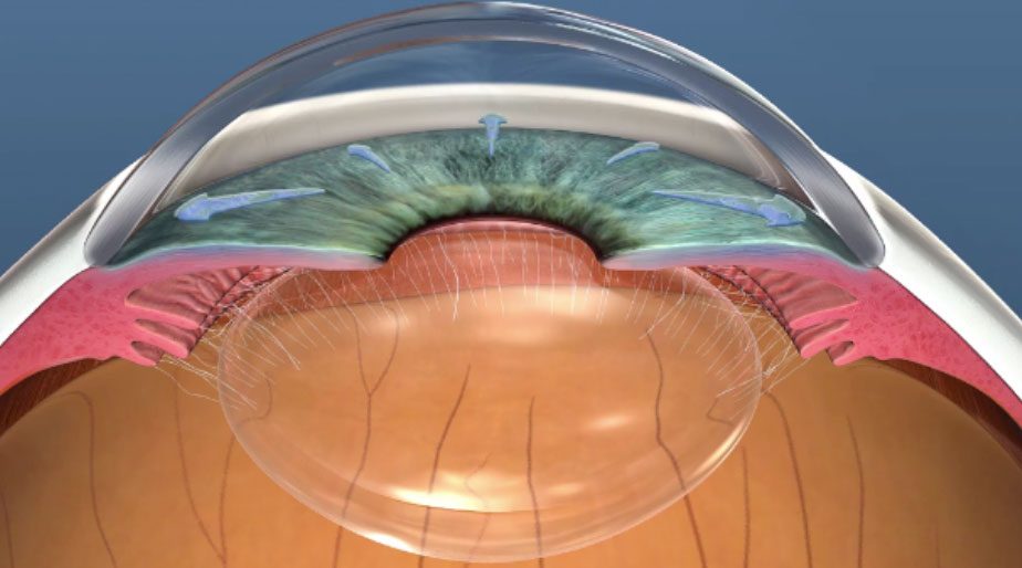 A diagram of the interior of the human eye.