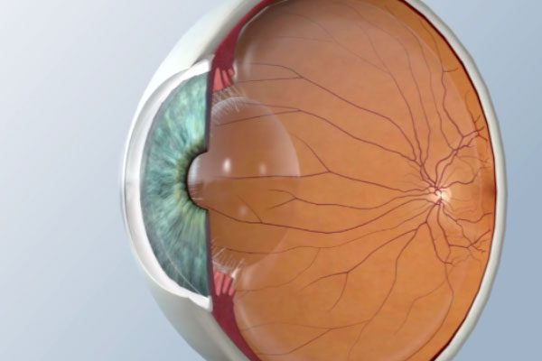 A diagram of the interior of the human eye